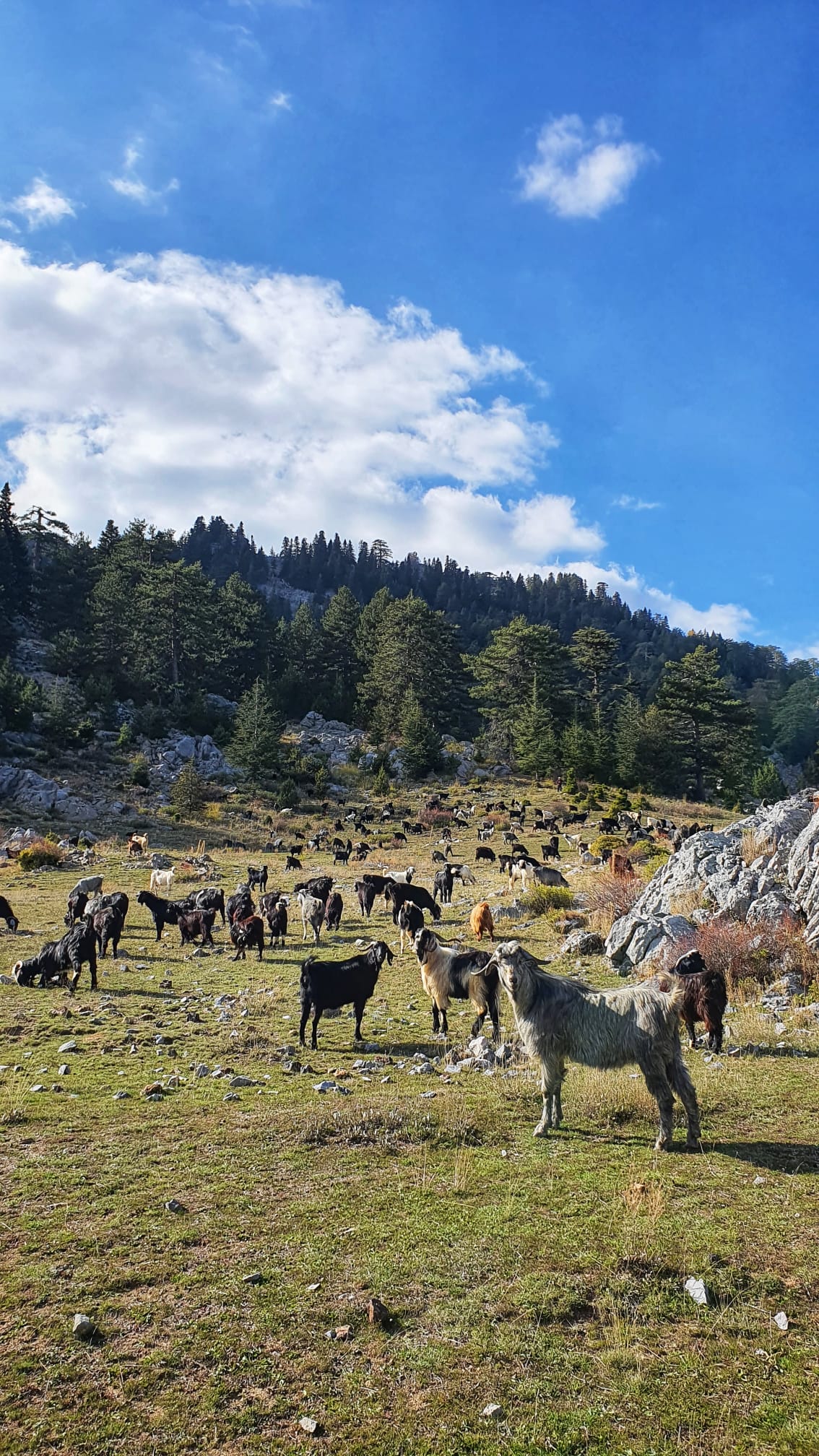 hodowla kóz w Turcji