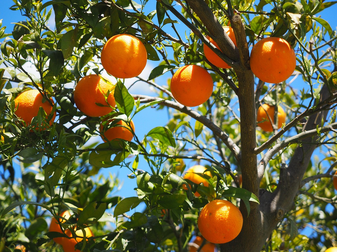 Pomarańcze na drzewie